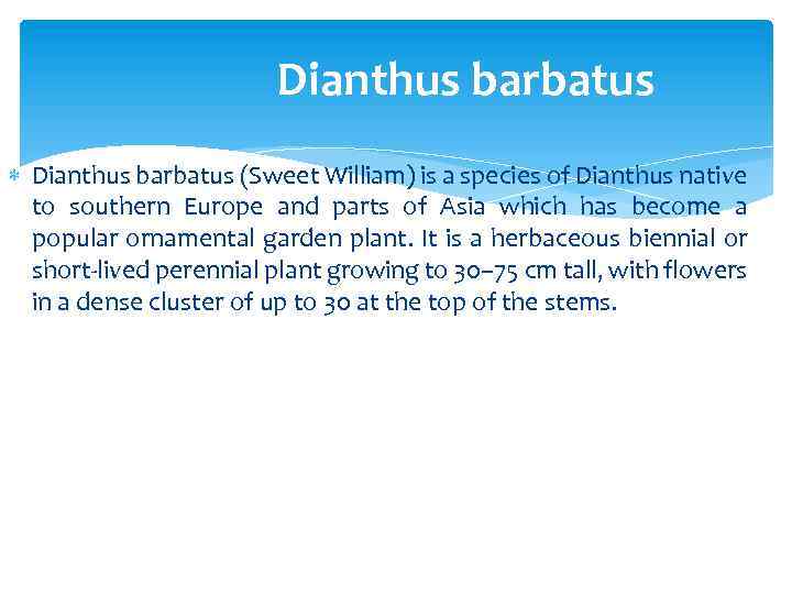 Dianthus barbatus (Sweet William) is a species of Dianthus native to southern Europe and