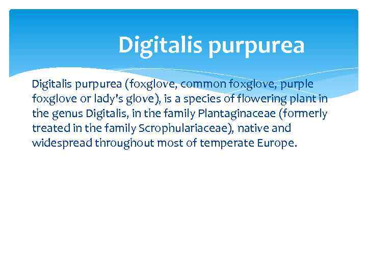 Digitalis purpurea (foxglove, common foxglove, purple foxglove or lady's glove), is a species of