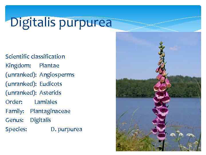 Digitalis purpurea Scientific classification Kingdom: Plantae (unranked): Angiosperms (unranked): Eudicots (unranked): Asterids Order: Lamiales