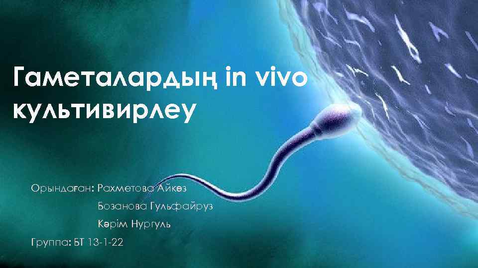 Гаметалардың in vivo культивирлеу Орындаған: Рахметова Айкөз Бозанова Гульфайруз Кәрім Нургуль Группа: БТ 13