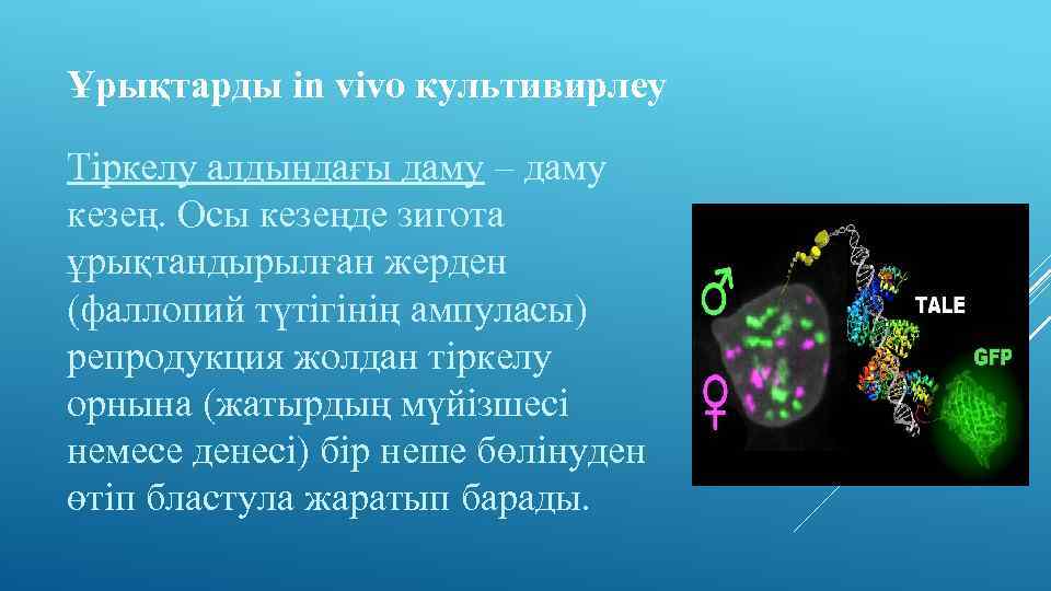 Ұрықтарды in vivo культивирлеу Тіркелу алдындағы даму – даму кезең. Осы кезеңде зигота ұрықтандырылған