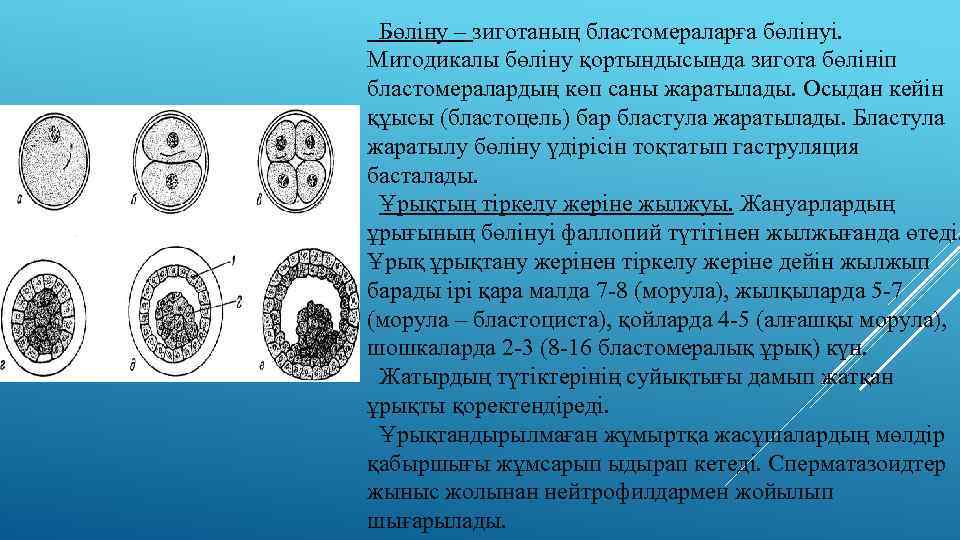  Бөліну – зиготаның бластомераларға бөлінуі. Митодикалы бөліну қортындысында зигота бөлініп бластомералардың көп саны
