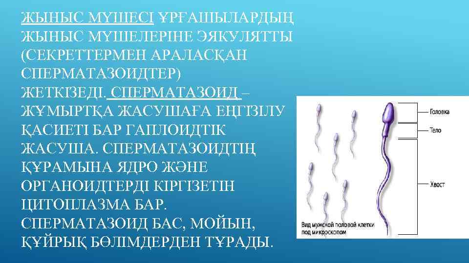 Адамның жыныс жүйесінің құрылымы мен қызметі 9 сынып презентация