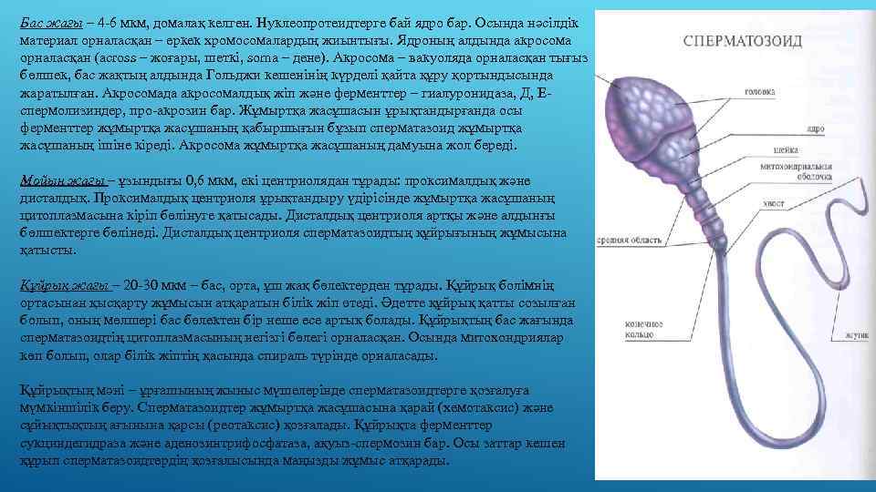 Бас жағы – 4 -6 мкм, домалақ келген. Нуклеопротеидтерге бай ядро бар. Осында нәсілдік