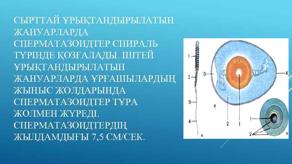 СЫРТТАЙ ҰРЫҚТАНДЫРЫЛАТЫН ЖАНУАРЛАРДА СПЕРМАТАЗОИДТЕР СПИРАЛЬ ТҮРІНДЕ ҚОЗҒАЛАДЫ. ІШТЕЙ ҰРЫҚТАНДЫРЫЛАТЫН ЖАНУАРЛАРДА ҰРҒАШЫЛАРДЫҢ ЖЫНЫС ЖОЛДАРЫНДА СПЕРМАТАЗОИДТЕР