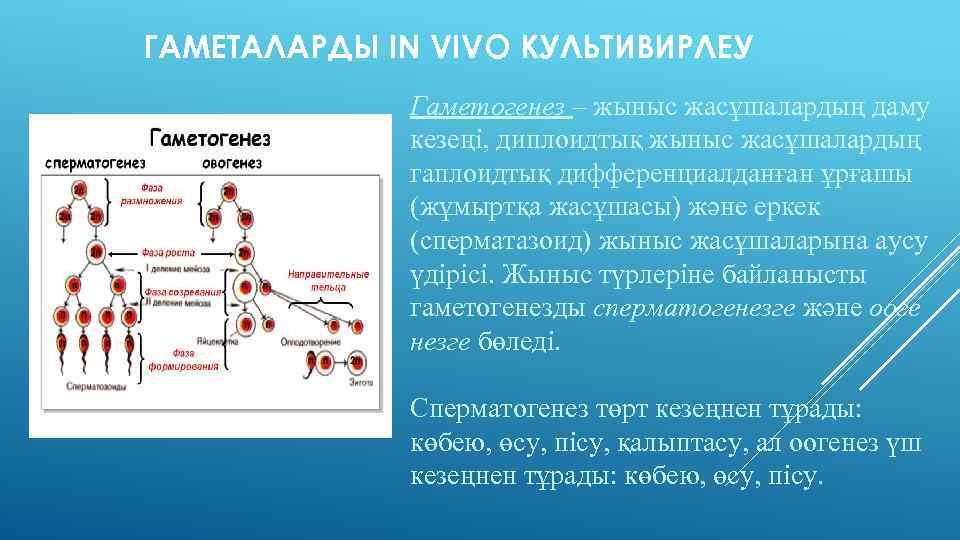 ГАМЕТАЛАРДЫ IN VIVО КУЛЬТИВИРЛЕУ Гаметогенез – жыныс жасұшалардың даму кезеңі, диплоидтық жыныс жасұшалардың гаплоидтық