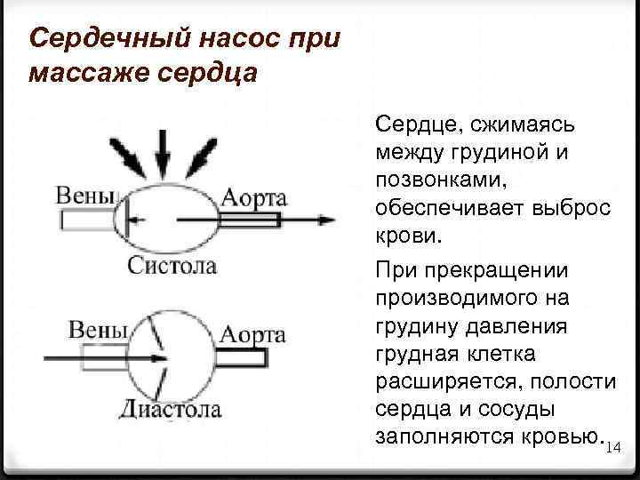 Сердечный насос при массаже сердца Сердце, сжимаясь между грудиной и позвонками, обеспечивает выброс крови.