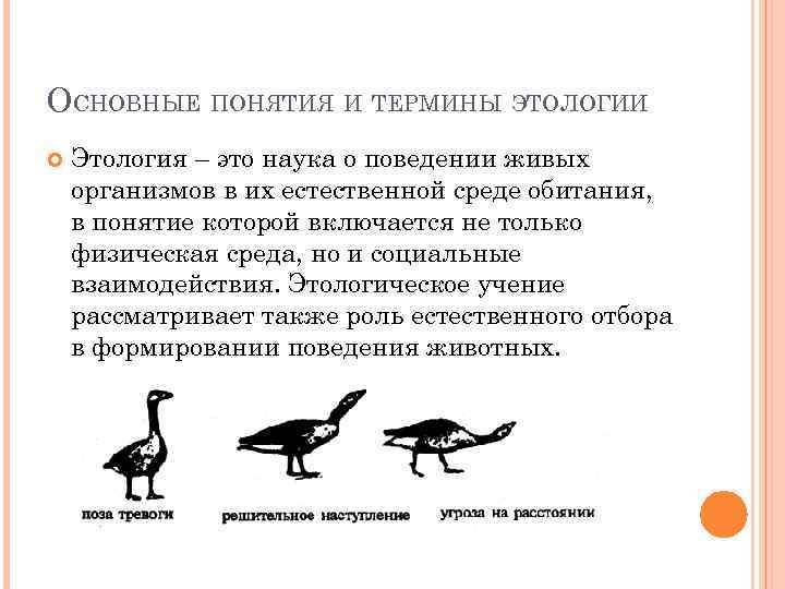 ОСНОВНЫЕ ПОНЯТИЯ И ТЕРМИНЫ ЭТОЛОГИИ Этология – это наука о поведении живых организмов в