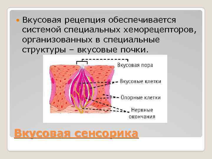  Вкусовая рецепция обеспечивается системой специальных хеморецепторов, организованных в специальные структуры – вкусовые почки.