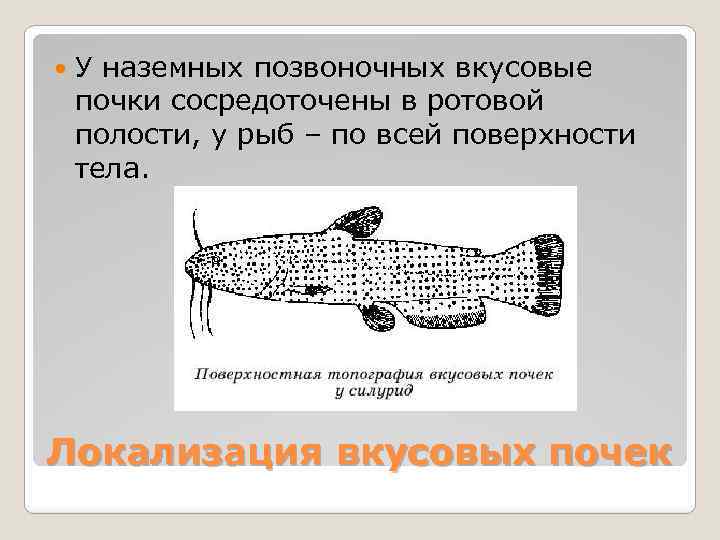  У наземных позвоночных вкусовые почки сосредоточены в ротовой полости, у рыб – по