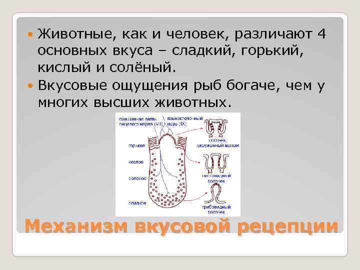 Животные, как и человек, различают 4 основных вкуса – сладкий, горький, кислый и солёный.
