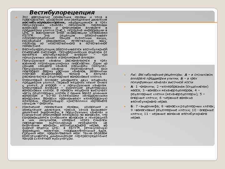 Вестибулорецепция Это восприятие положения головы и тела в пространстве, ускорение или замедление движения вестибулорецепторами,
