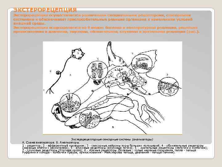 ЭКСТЕРОРЕЦЕПЦИЯ Экстерорецепция осуществляется различными специальными рецепторами, сенсорными системами и обеспечивает приспособительные реакции организма к