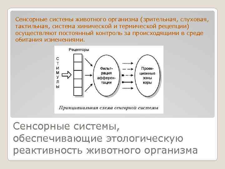 Сенсорные системы животного организма (зрительная, слуховая, тактильная, система химической и термической рецепции) осуществляют постоянный