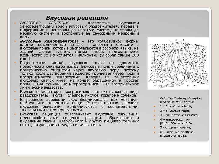 Вкусовая рецепция ВКУСОВАЯ РЕЦЕПЦИЯ восприятие вкусовыми хеморецепторами (рис. ) вкусовых раздражителей, передача информации в