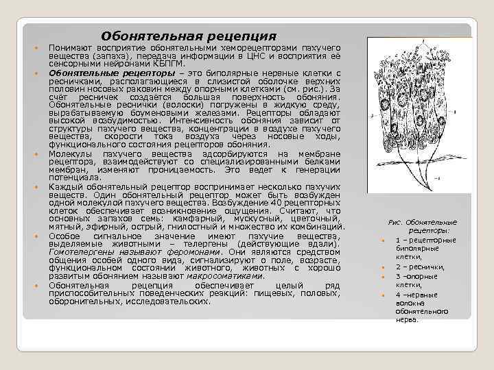 Обонятельная рецепция Понимают восприятие обонятельными хеморецепторами пахучего вещества (запаха), передача информации в ЦНС и