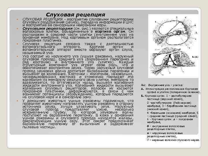Слуховая рецепция СЛУХОВАЯ РЕЦЕПЦИЯ - восприятие слуховыми рецепторами слуховых раздражений (звука), передача информации в