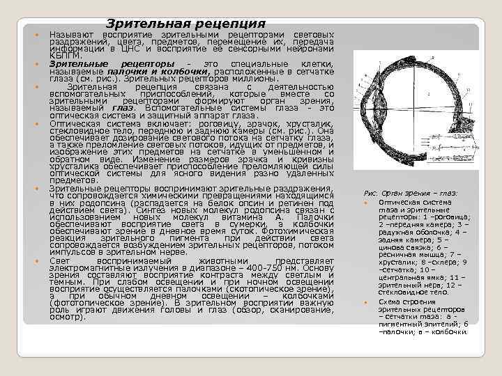 Зрительная рецепция Называют восприятие зрительными рецепторами световых раздражений, цвета, предметов, перемещение их, передача информации