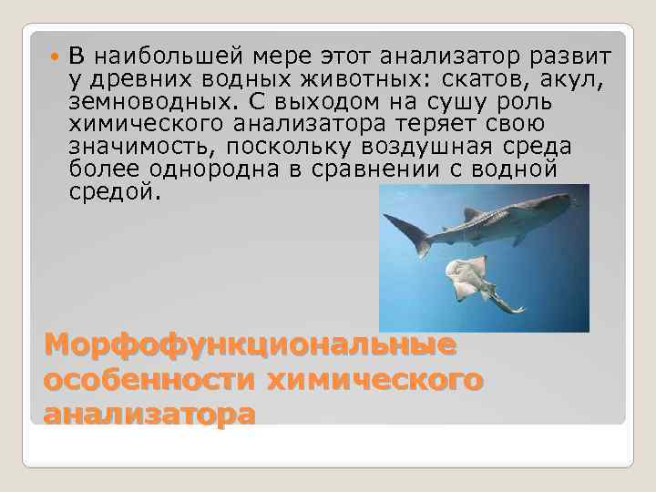  В наибольшей мере этот анализатор развит у древних водных животных: скатов, акул, земноводных.