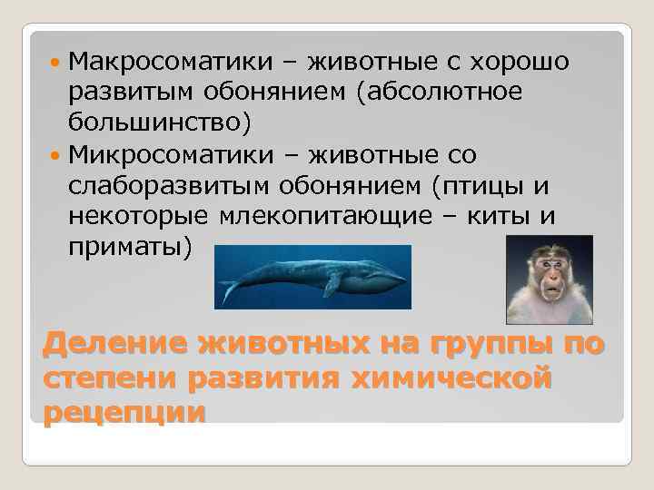 Макросоматики – животные с хорошо развитым обонянием (абсолютное большинство) Микросоматики – животные со слаборазвитым
