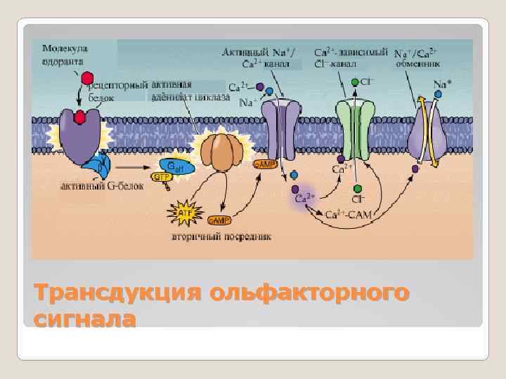 Трансдукция ольфакторного сигнала 