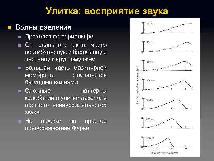 Улитка: восприятие звука n Волны давления n n n Проходят по перилимфе От овального