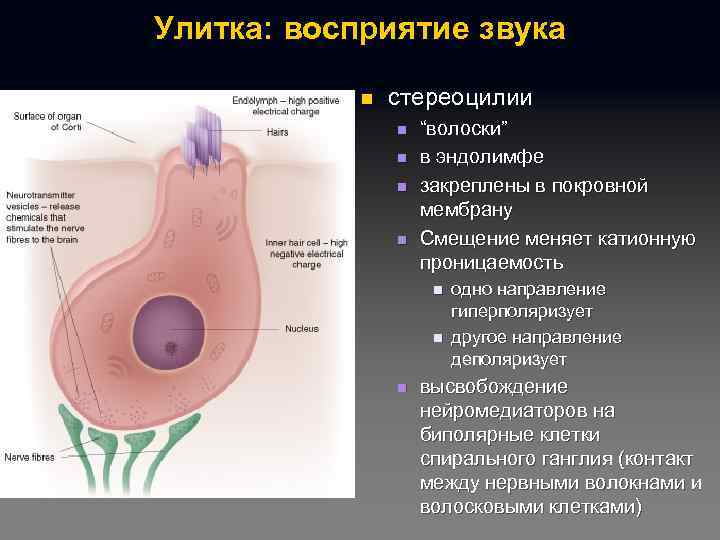 Улитка: восприятие звука n стереоцилии n n “волоски” в эндолимфе закреплены в покровной мембрану