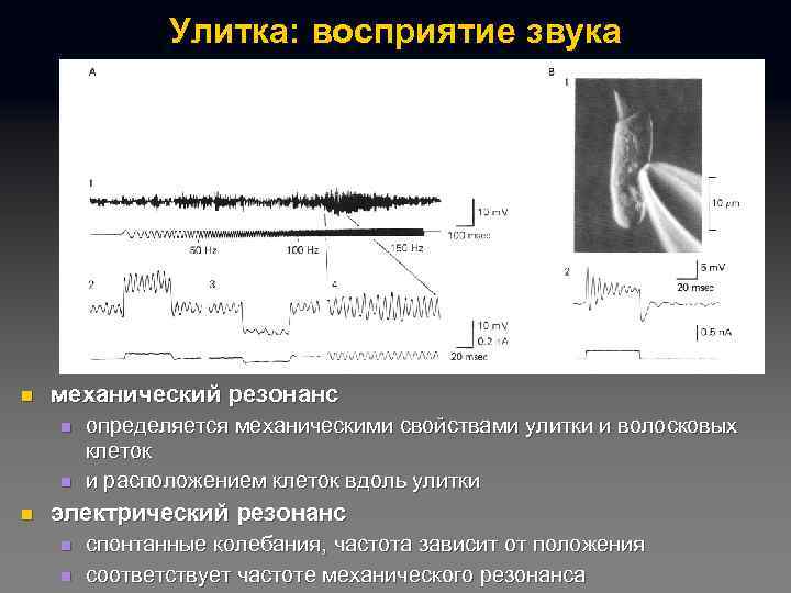 Улитка: восприятие звука n механический резонанс n n n определяется механическими свойствами улитки и