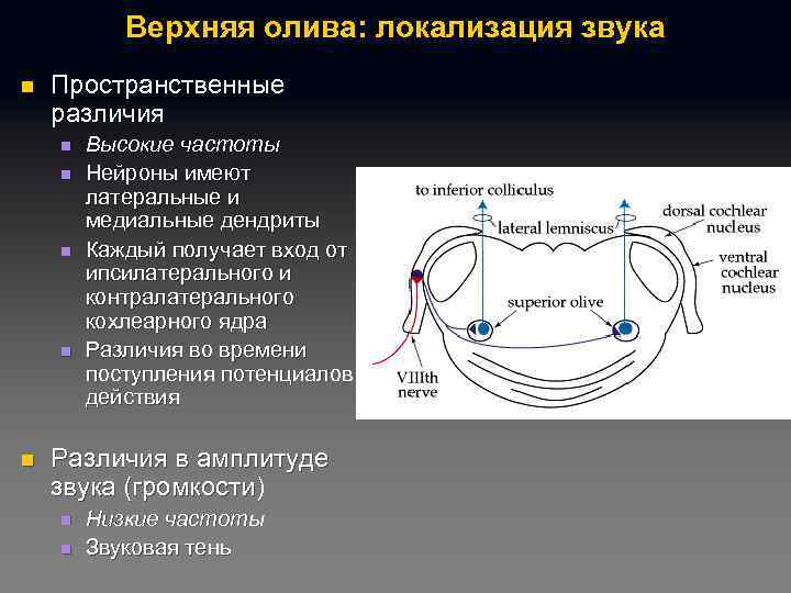Верхняя олива: локализация звука n Пространственные различия n n n Высокие частоты Нейроны имеют