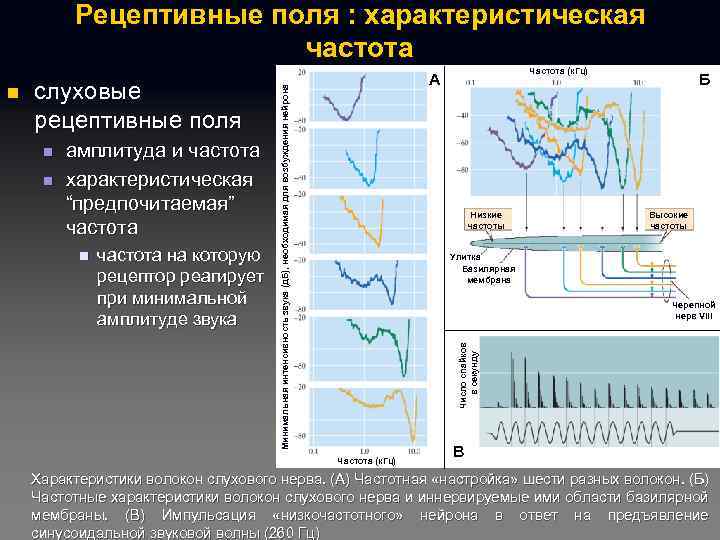 Рецептивные поля : характеристическая частота n n амплитуда и частота характеристическая “предпочитаемая” частота n