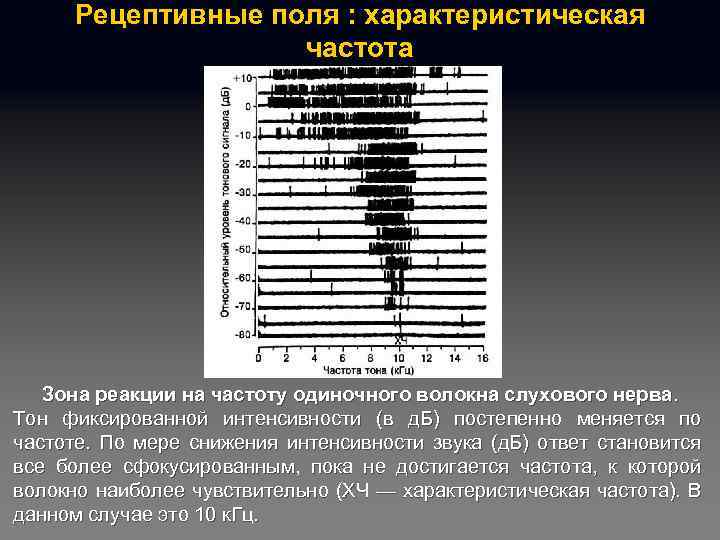 Рецептивные поля : характеристическая частота Зона реакции на частоту одиночного волокна слухового нерва. Тон