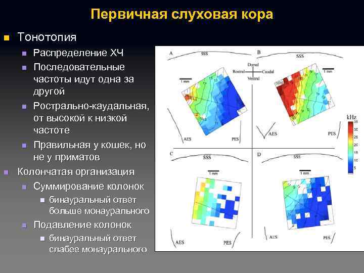 Первичная слуховая кора n Тонотопия Распределение ХЧ n Последовательные частоты идут одна за другой