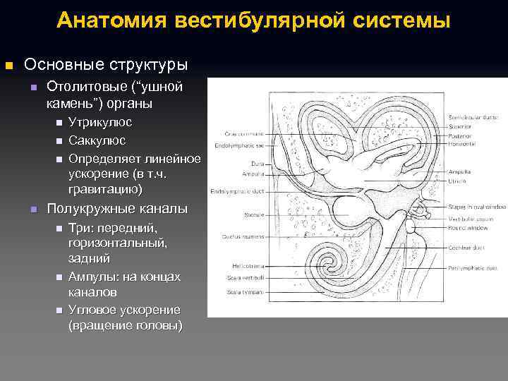 Анатомия вестибулярной системы n Основные структуры n Отолитовые (“ушной камень”) органы n n Утрикулюс