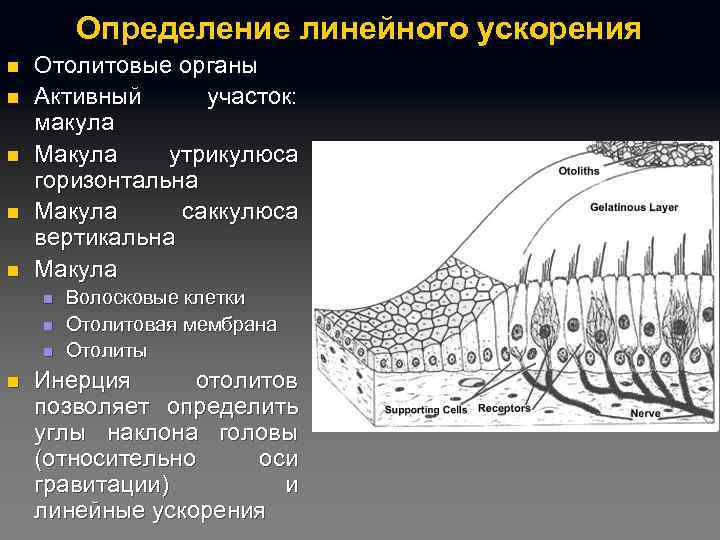 Определение линейного ускорения n n n Отолитовые органы Активный участок: макула Макула утрикулюса горизонтальна