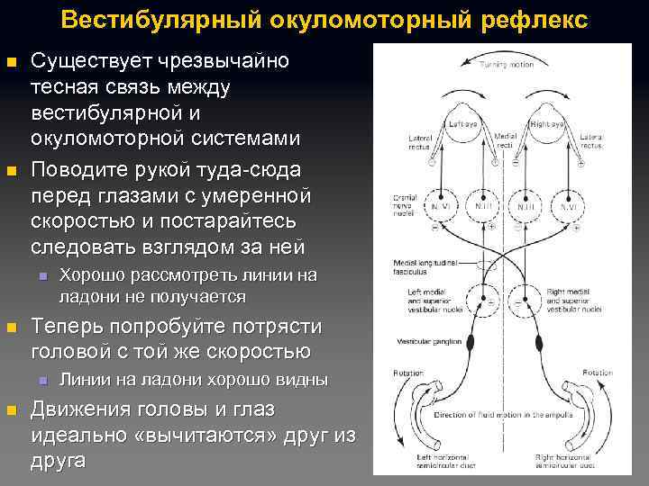 Вестибулярный окуломоторный рефлекс n n Существует чрезвычайно тесная связь между вестибулярной и окуломоторной системами