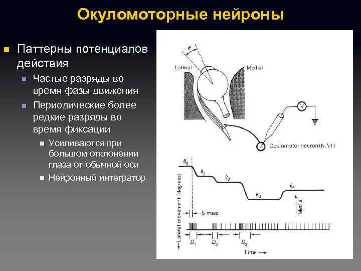 Окуломоторные нейроны n Паттерны потенциалов действия n n Частые разряды во время фазы движения