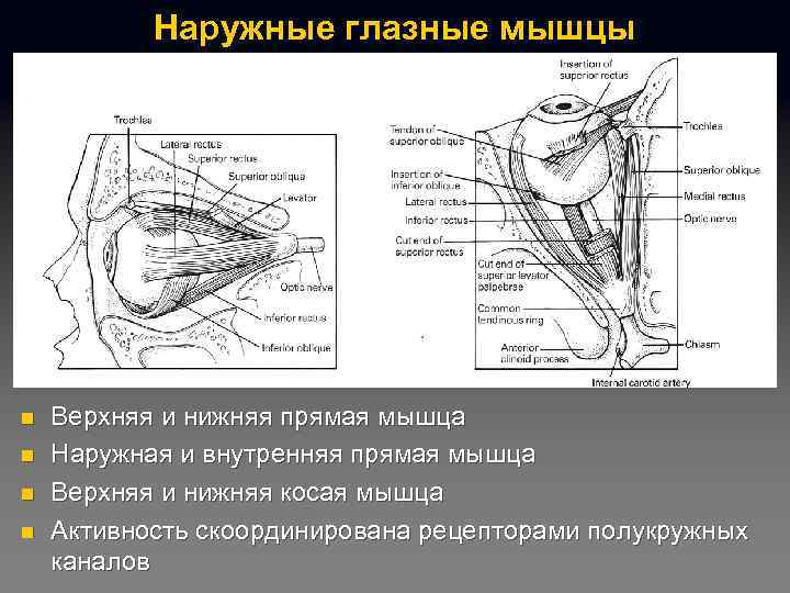 Наружные глазные мышцы n n Верхняя и нижняя прямая мышца Наружная и внутренняя прямая