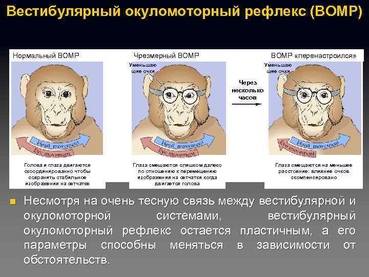Вестибулярный окуломоторный рефлекс (ВОМР) Нормальный ВОМР Чрезмерный ВОМР «перенастроился» Уменьшаю щие очки Через несколько
