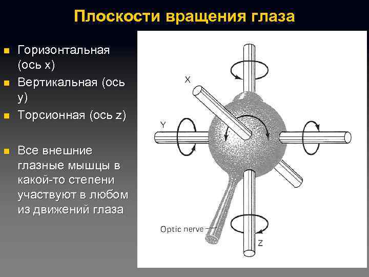 Плоскости вращения глаза n n Горизонтальная (ось x) Вертикальная (ось y) Торсионная (ось z)