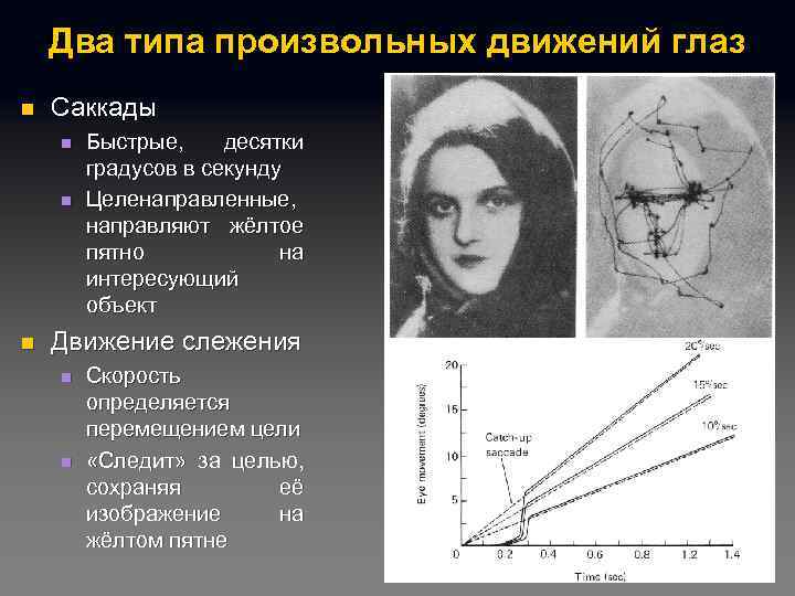 Два типа произвольных движений глаз n Саккады n n n Быстрые, десятки градусов в