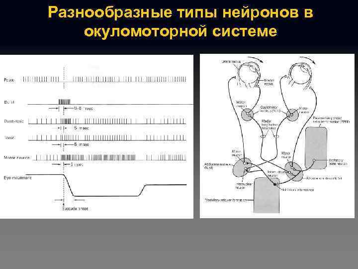 Разнообразные типы нейронов в окуломоторной системе 