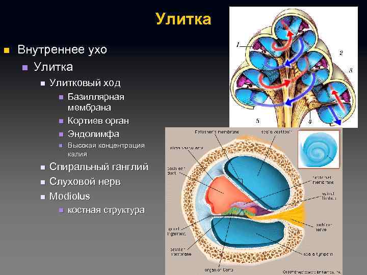 Внутренняя n. Улитка анатомия уха эндолимфа. Улитковый ход. Эндолимфа улитки. Спиральный орган и эндолимфа находятся в.