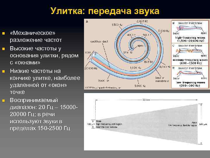 Улитка: передача звука n n «Механическое» разложение частот Высокие частоты у основания улитки, рядом