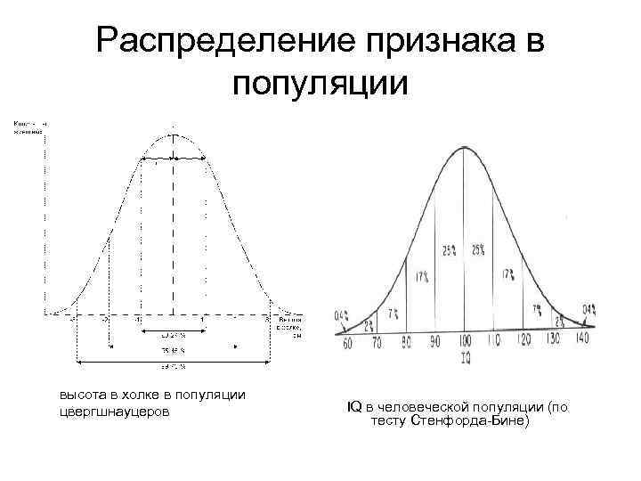 Распределение признака в популяции высота в холке в популяции цвергшнауцеров IQ в человеческой популяции
