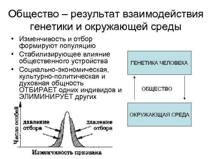 Общество – результат взаимодействия генетики и окружающей среды • Изменчивость и отбор формируют популяцию