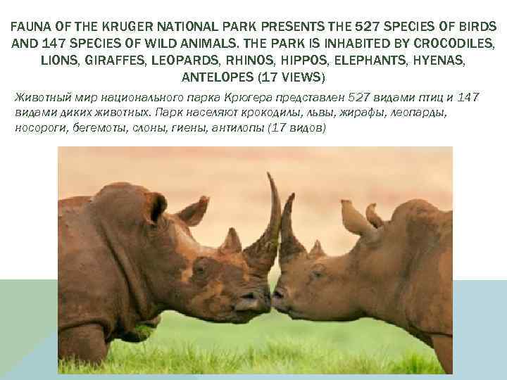 FAUNA OF THE KRUGER NATIONAL PARK PRESENTS THE 527 SPECIES OF BIRDS AND 147