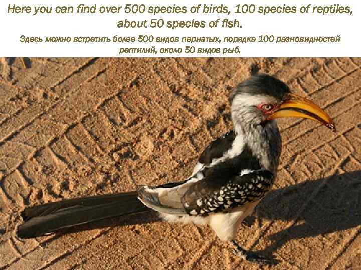 Here you can find over 500 species of birds, 100 species of reptiles, about