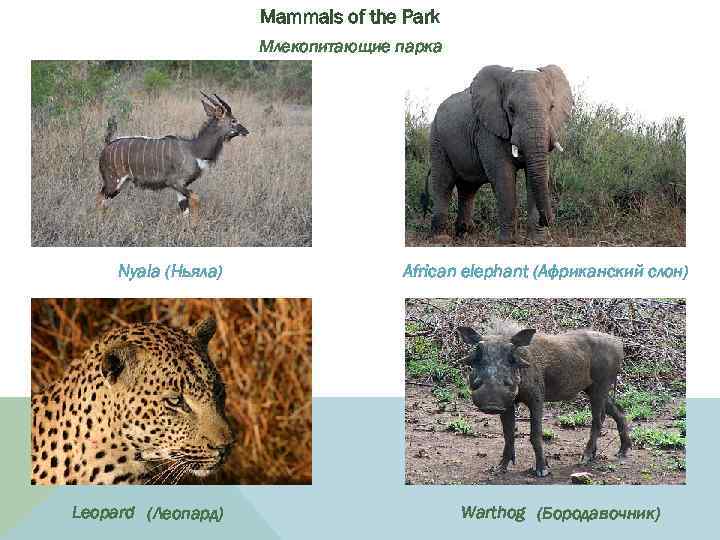 Mammals of the Park Млекопитающие парка Nyala (Ньяла) Leopard (Леопард) African elephant (Африканский слон)