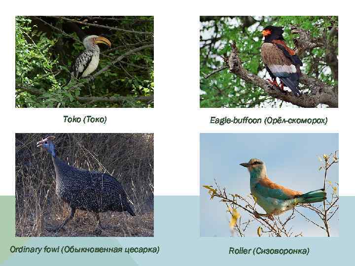 Toko (Токо) Eagle-buffoon (Орёл-скоморох) Ordinary fowl (Обыкновенная цесарка) Roller (Сизоворонка) 