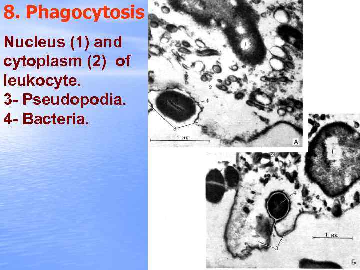 8. Phagocytosis Nucleus (1) and cytoplasm (2) of leukocyte. 3 - Pseudopodia. 4 -